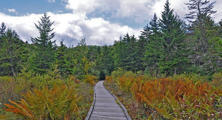 Cranberry Glades, United States